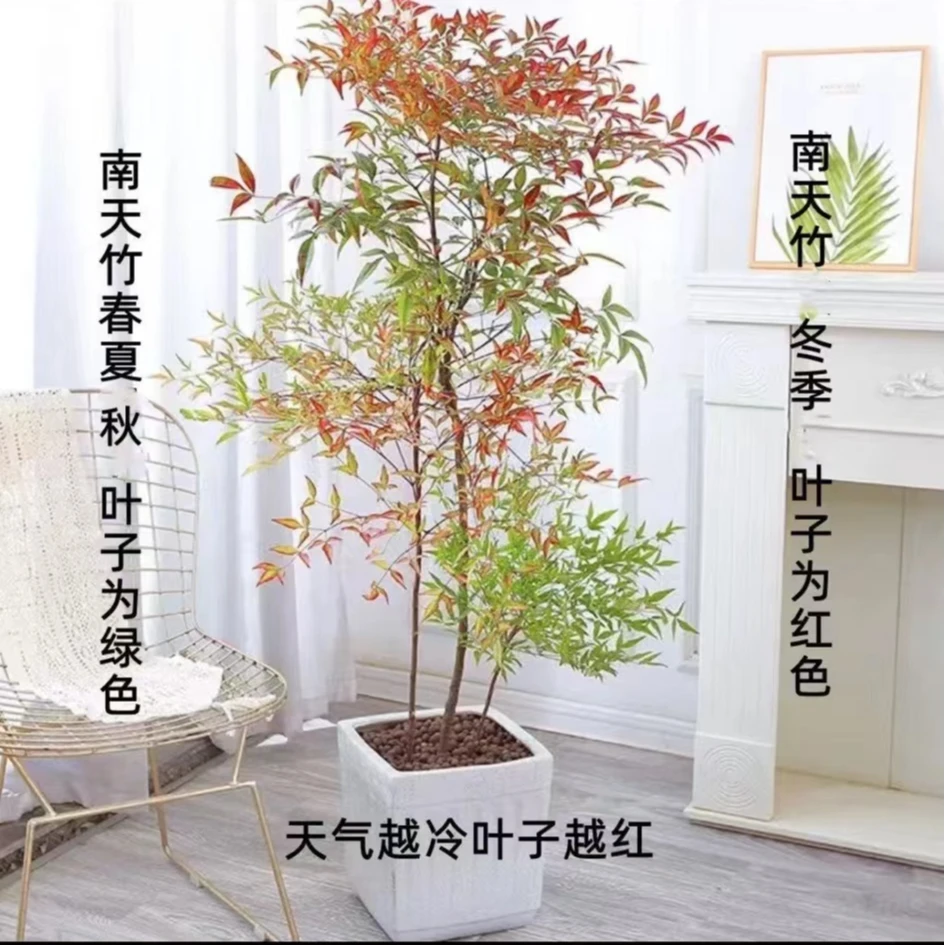 大型丛生南天竹红天竹耐寒植物别墅庭院花园法庭室内植物绿植