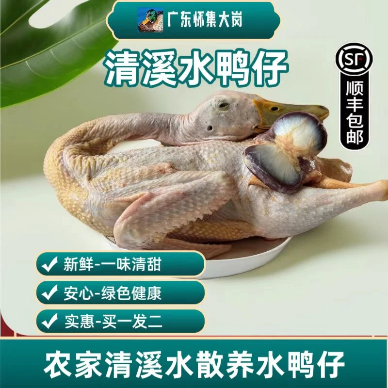 （顺丰生鲜包邮）怀集农家清溪水放养飞天水鸭仔
