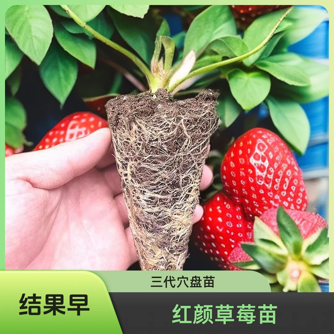 草莓种子苗子草莓广东草莓盆栽苗海妈家草莓苗广东发货草莓草莓苗