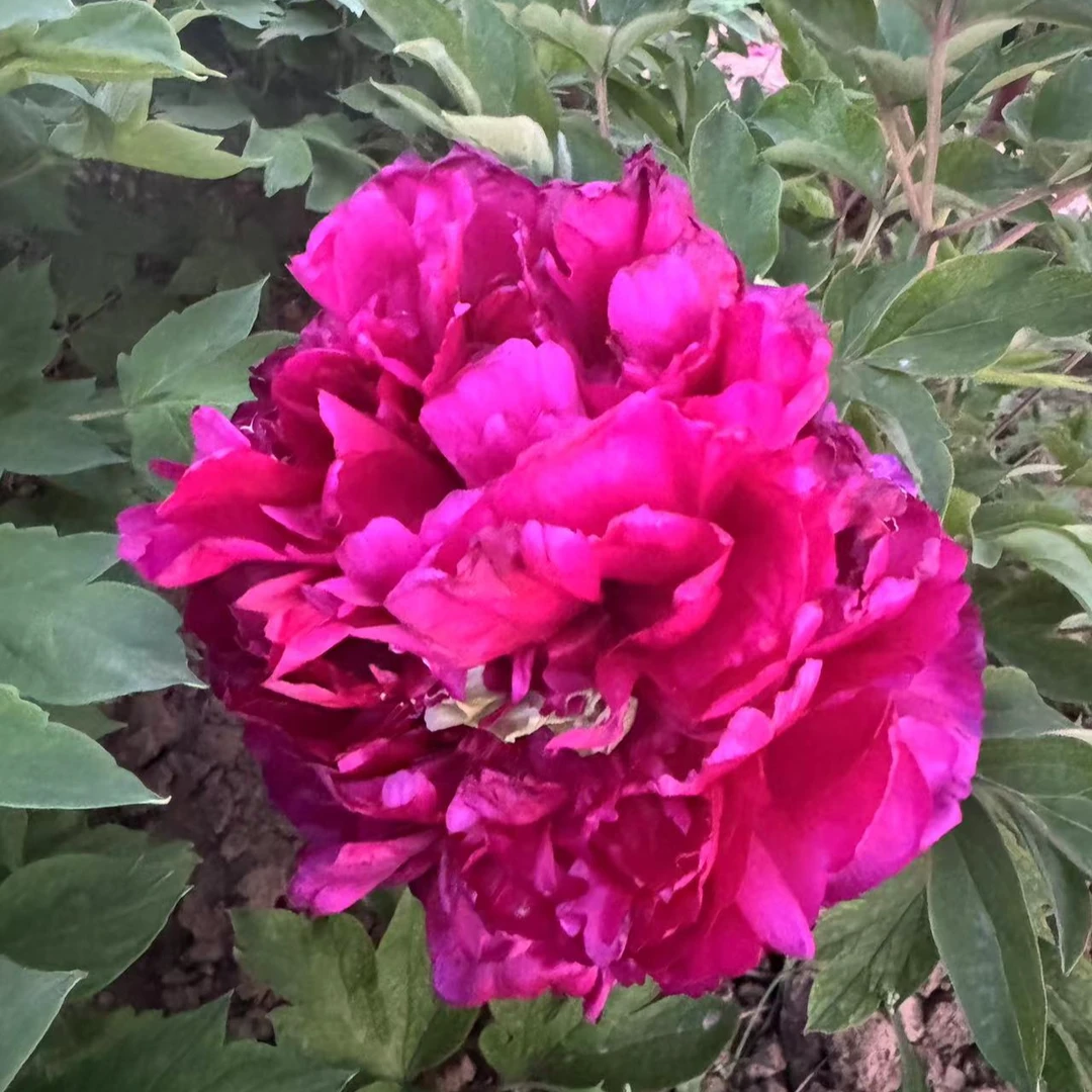 炎黄牡丹紫霞点翠9-11月发货 正宗重瓣庭院盆栽阳台花盆牡丹花