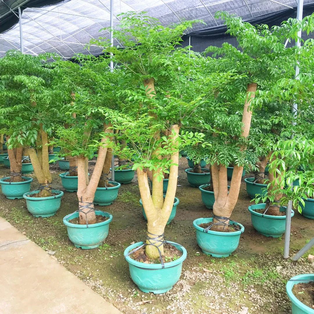 幌伞枫老桩非绿宝幸福树办公室内外大气好养吸甲醛多叉杆大型绿植