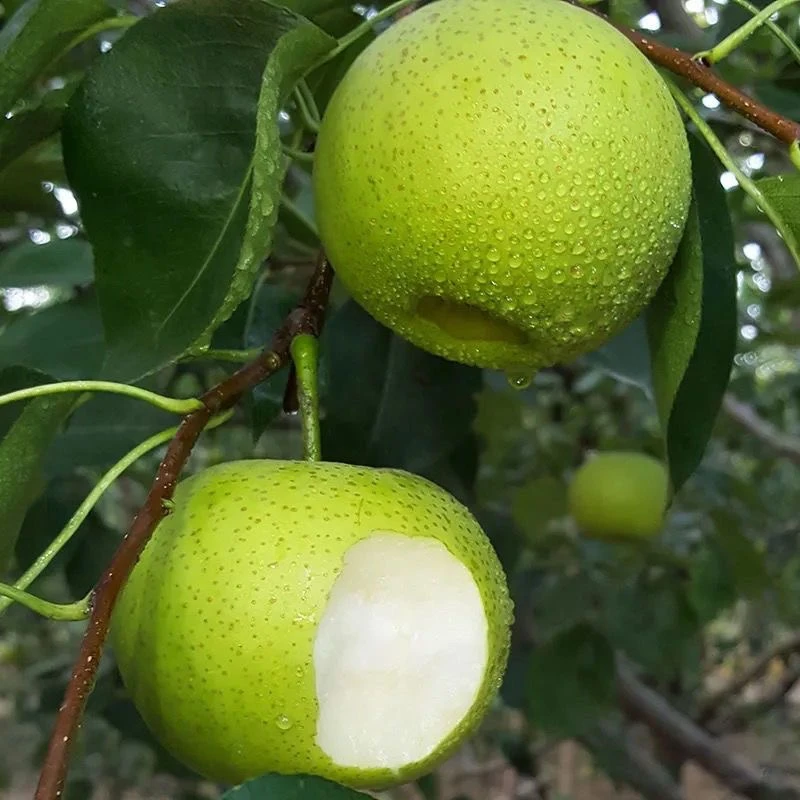 砀山青皮蜜梨脆甜无渣汁水新鲜水果梨砀山脆甜梨5斤脆甜多汁皮薄