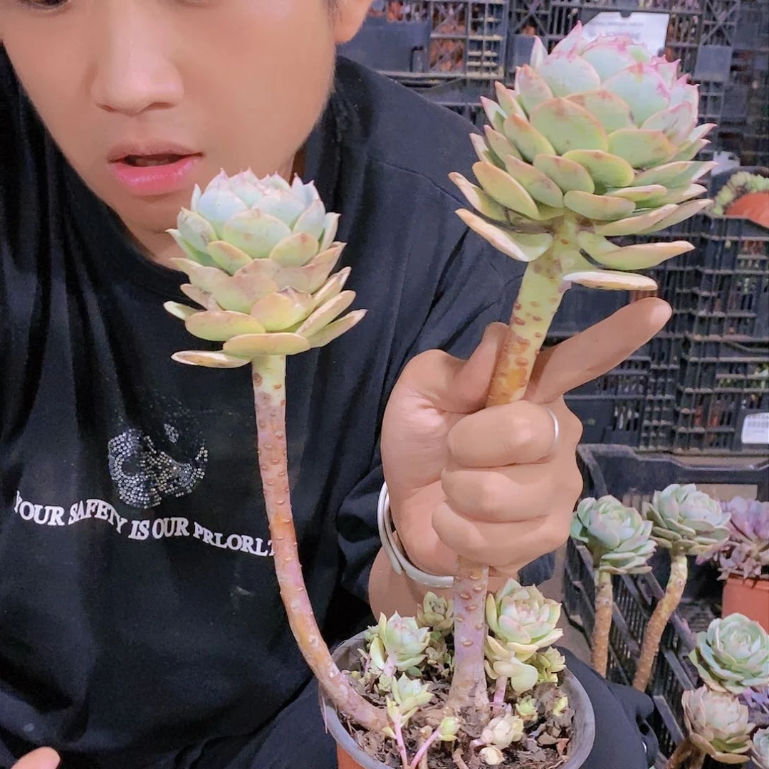 克罗地亚玫瑰福利特价