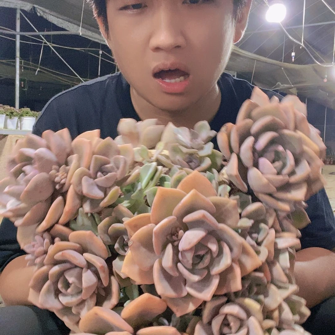 超大群彩虹糖整桩老桩特价