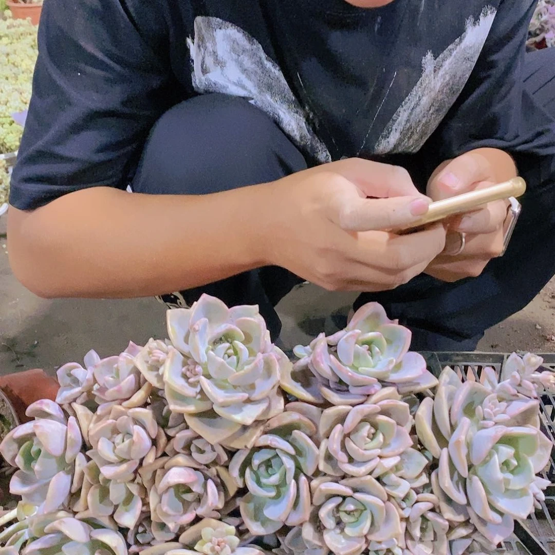 140盆彩虹糖特价福利