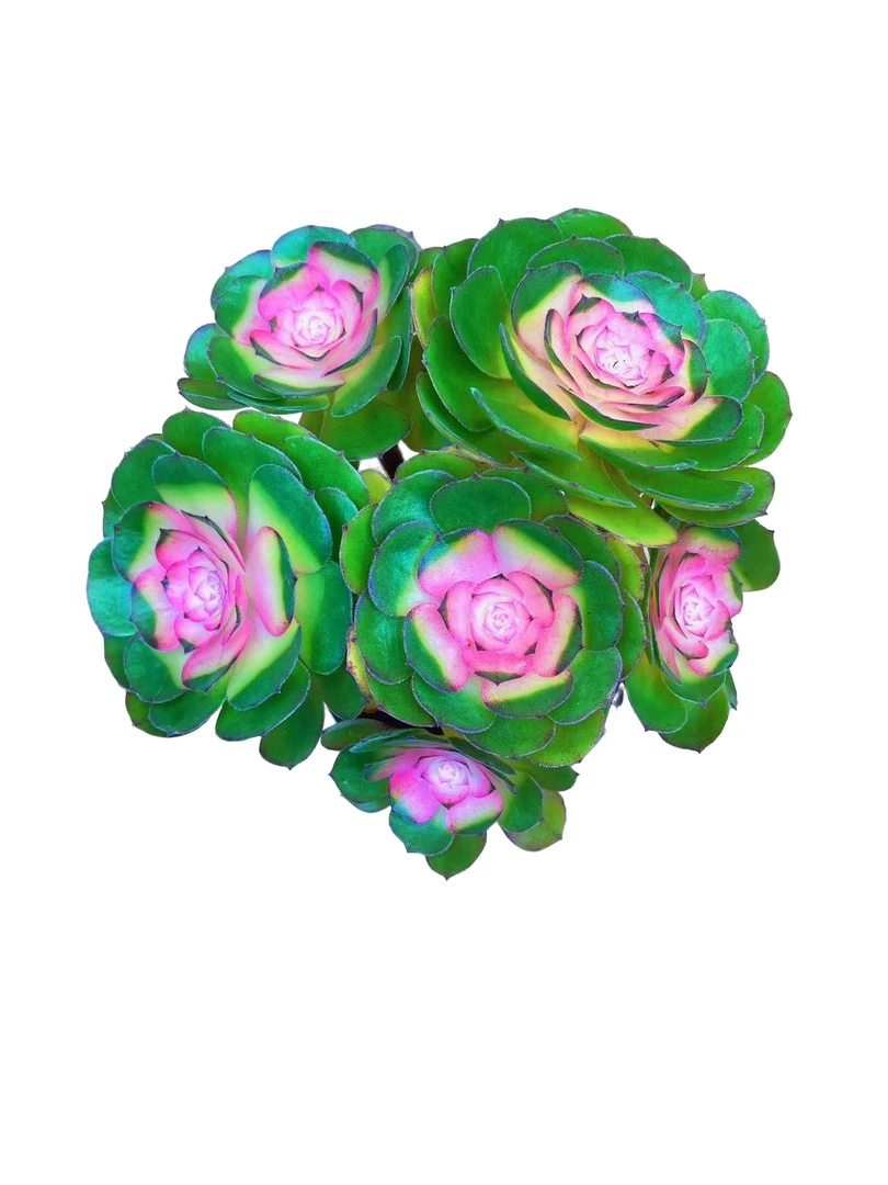 糖心法师6.88多肉植物