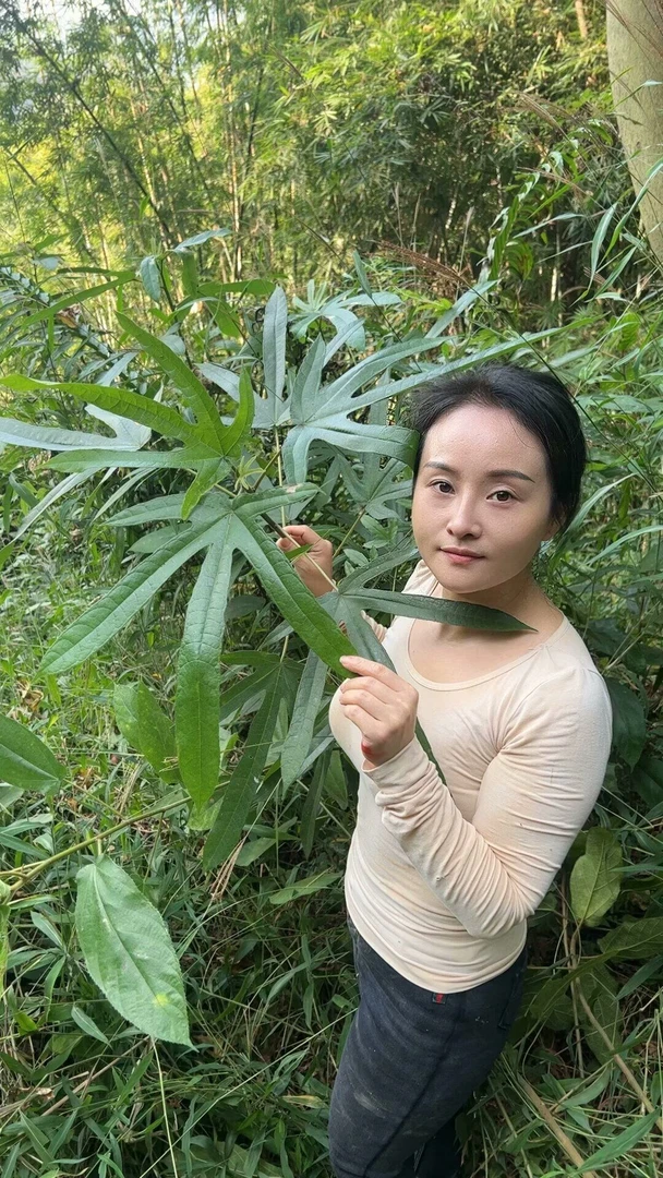 【张近土特产】粤北深山采挖五指毛桃无添加家常煲汤煮水