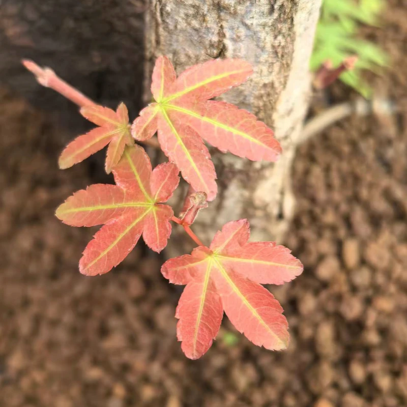 一物一拍，海岛栀子花，春花，石枫园艺绿植盆栽（请勿自拍）