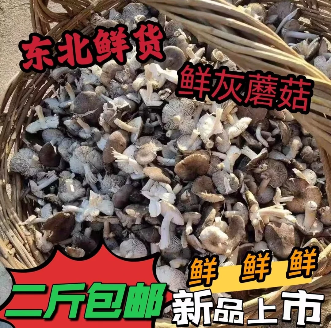 东北小兴安岭盐鲜剪根小灰蘑（咸的）2斤包邮