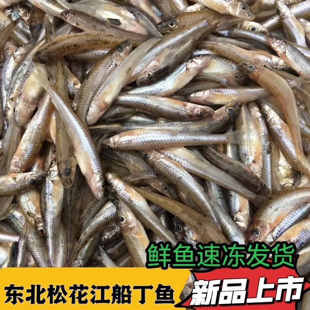 东北松花江淡水鲜活速冻船丁鱼   2斤  包邮