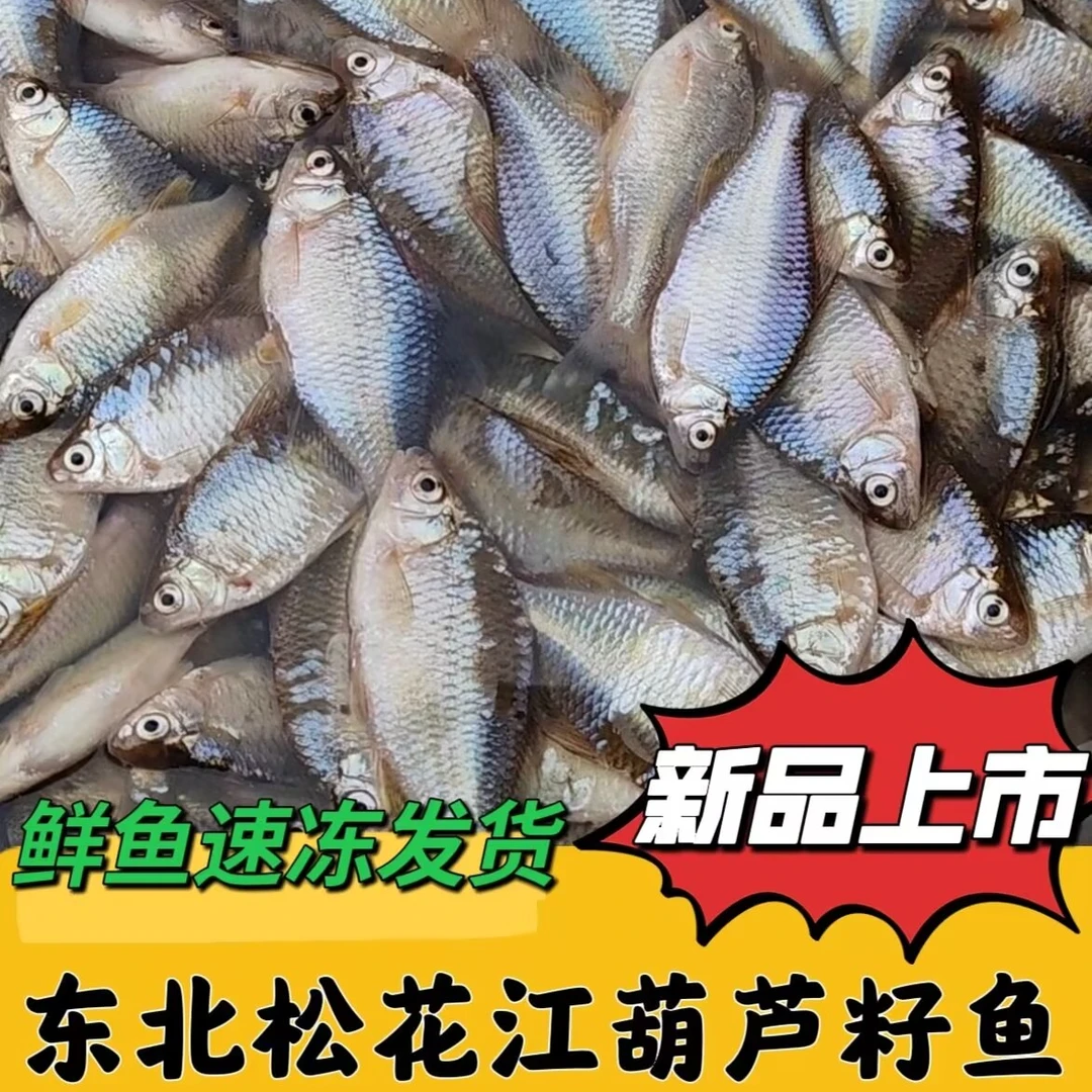 东北松花江鲜活速冻葫芦籽鱼   2斤 包邮 送一袋农家酱）