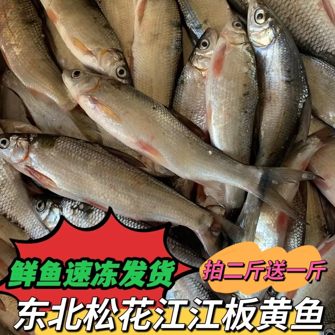 东北松花江鲜鱼速冻江板簧鱼  拍二斤送一斤一共发三斤
