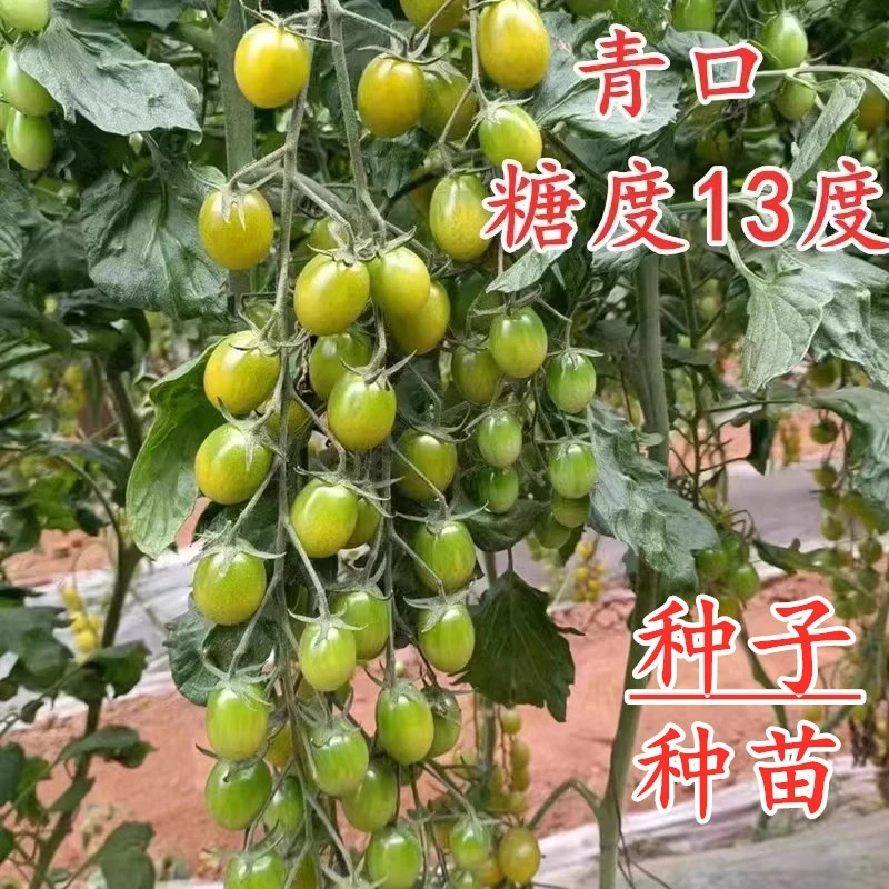 青口蜜糖小番茄种子特色绿色圣女果种籽番茄苗子口感好四季蔬菜籽