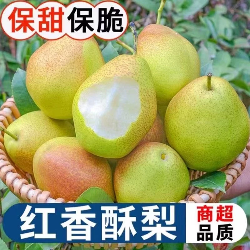 【发带箱4.7-5斤】精品红香酥梨