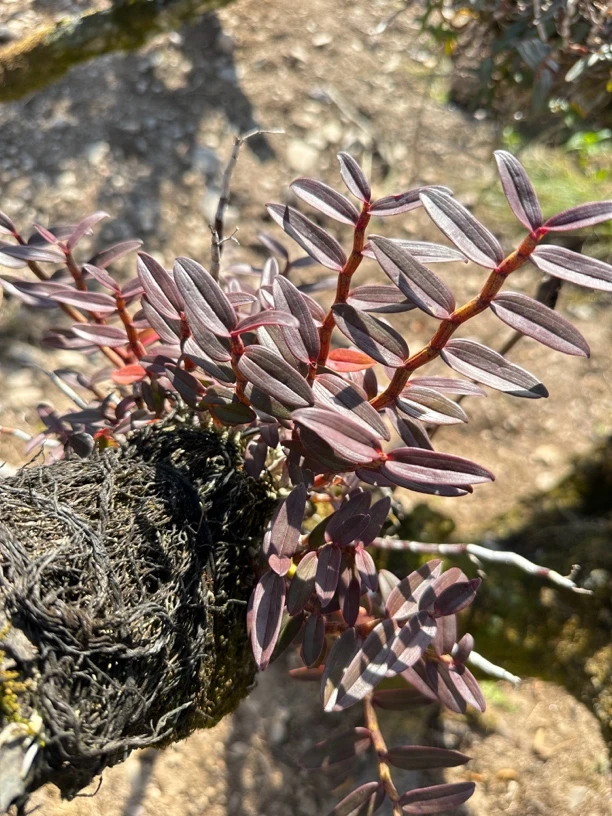 梨树上栽种多年的铁皮石斛丛苗，连根带叶称斤