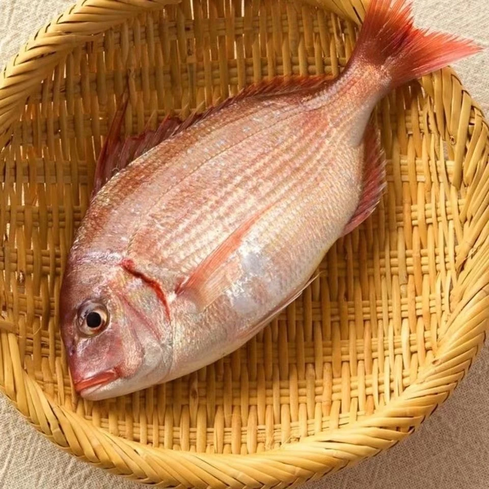 野生海捕红加吉鱼 5斤 新鲜捕捞海鲜肉质鲜嫩速冻锁鲜连云港发货