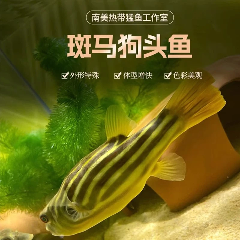 精品斑马狗头皇冠河豚毛毛麒麟狗头肉食性猛鱼淡水活体热带观赏鱼
