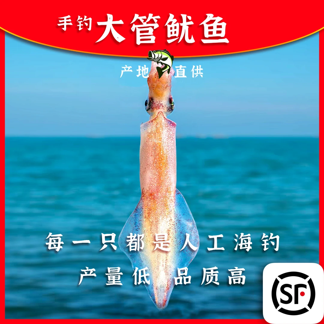 广东惠来本港大管鱿鱼1斤两条 鲜活急冻刺身品质顺丰发货冷链保鲜