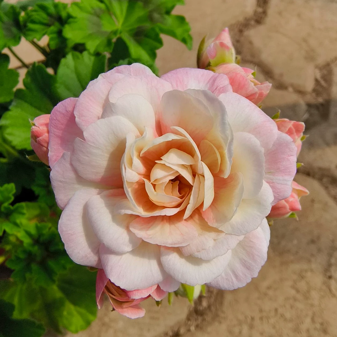 【星系】半兽天竺葵玫瑰花型