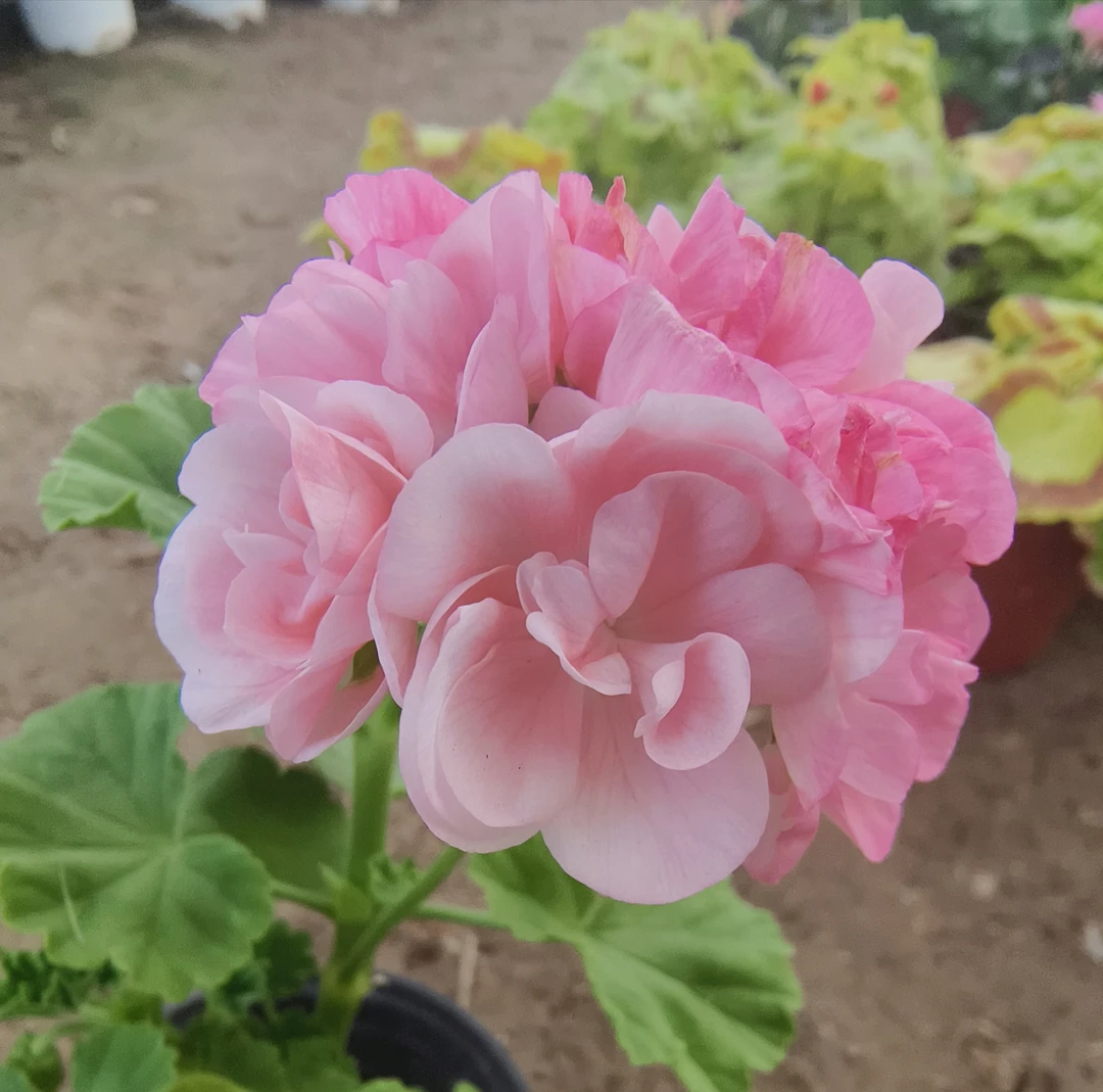 【丹麦女王】颗型小直立天竺葵