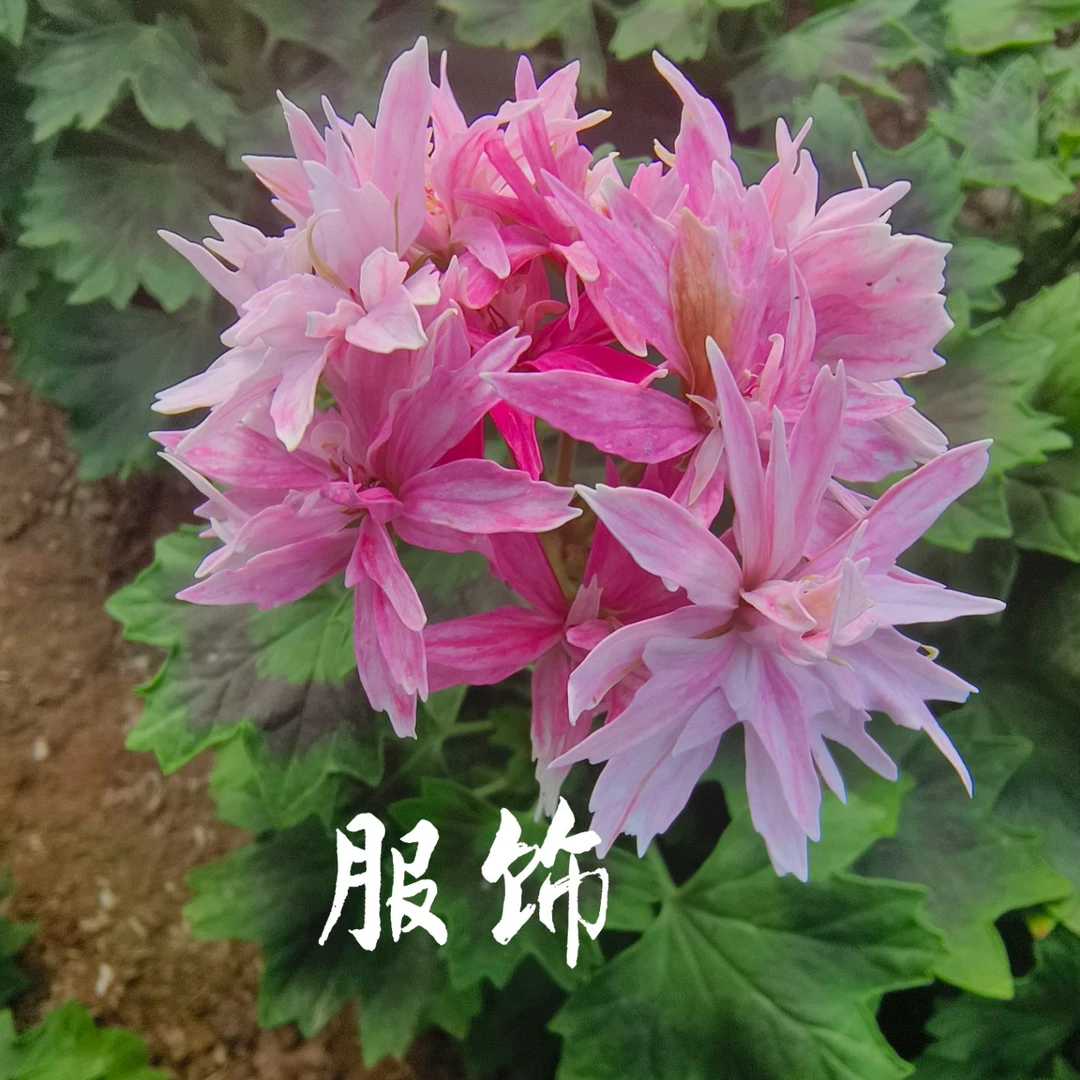 【服饰】（清棚福利）颗型小枫叶天竺葵