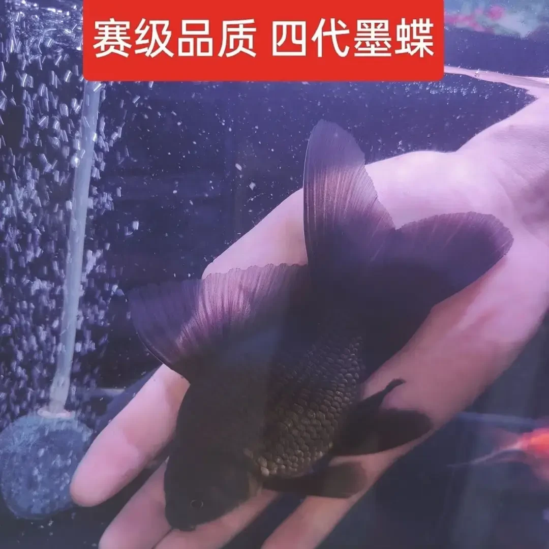 【蝴蝶鲤墨碟精品】球体狮子头墨碟五代赛级观赏鱼苗活体发货