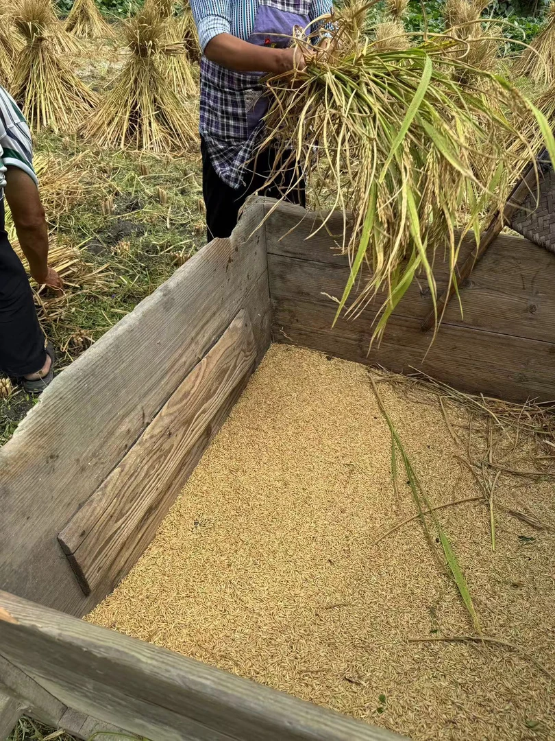 贵州2025年当季本地新大米