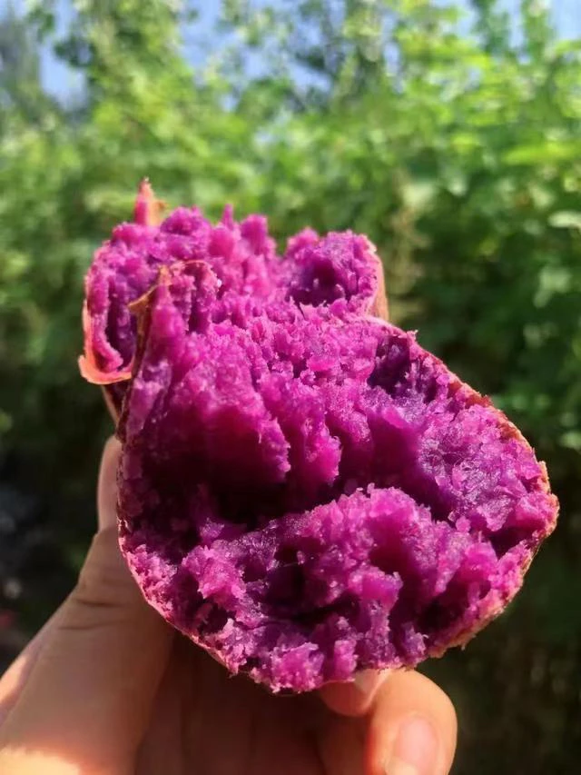香甜软糯紫薯蜜薯新鲜地瓜番薯5/9斤包邮
