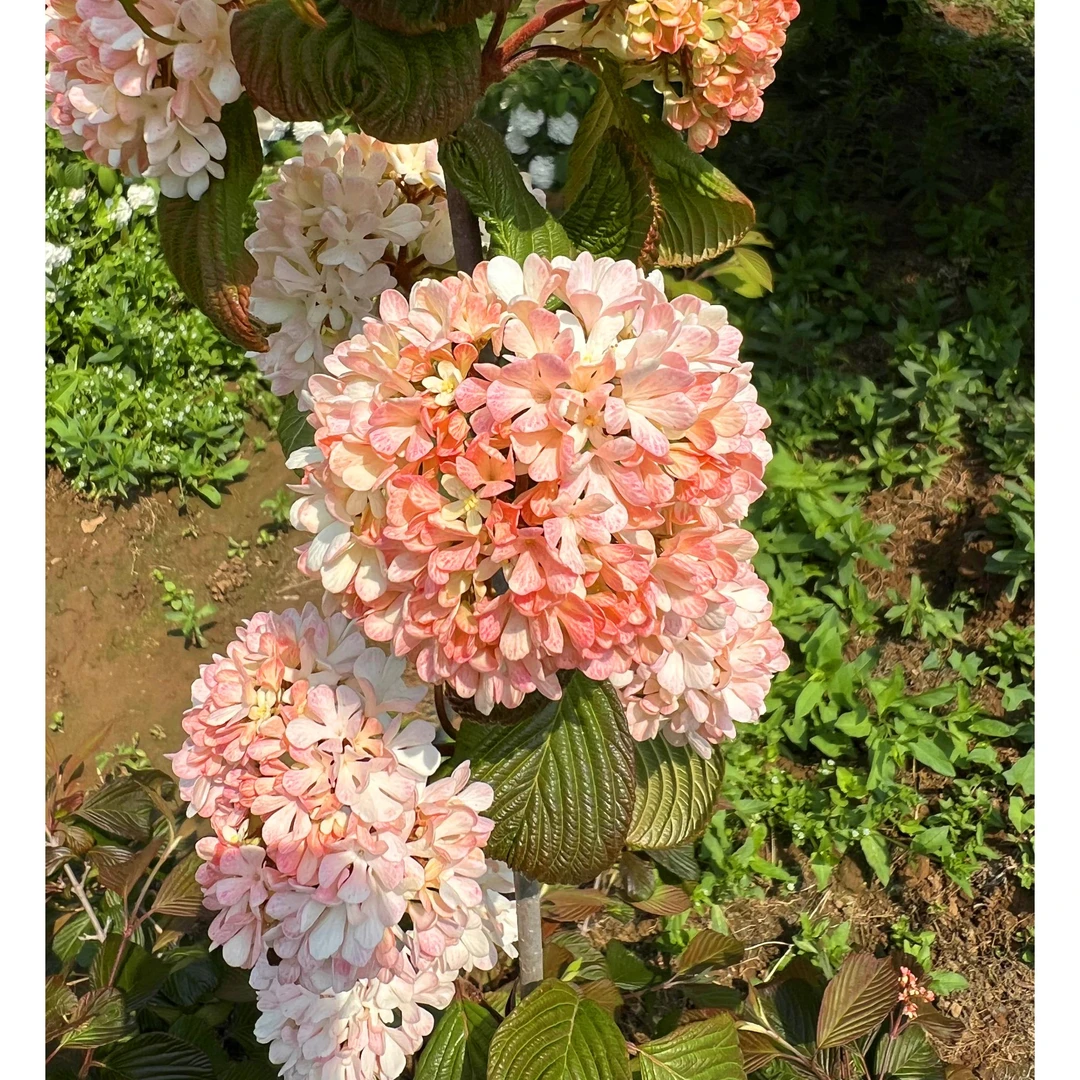 【木绣球玫瑰达人】盆栽多年生木绣球玫瑰达人室内室外家庭园艺