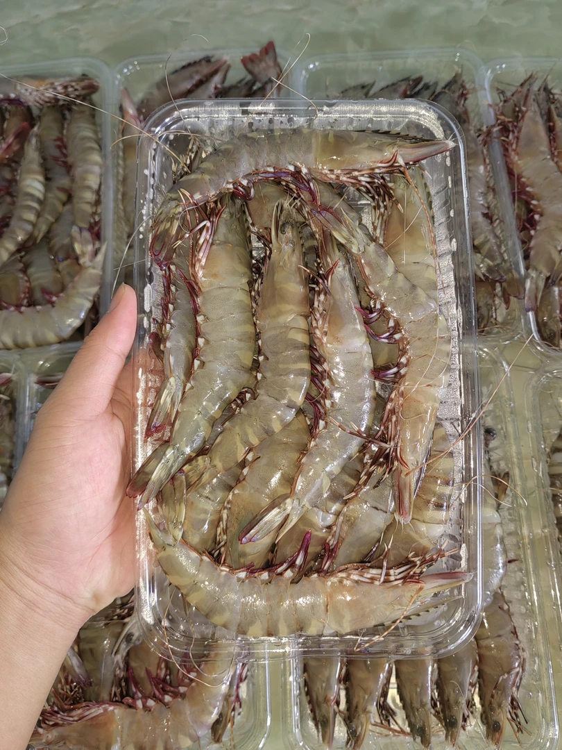 潮汕海域野生墨虾性价比高新鲜脆甜一斤14-15条3斤5斤可选购