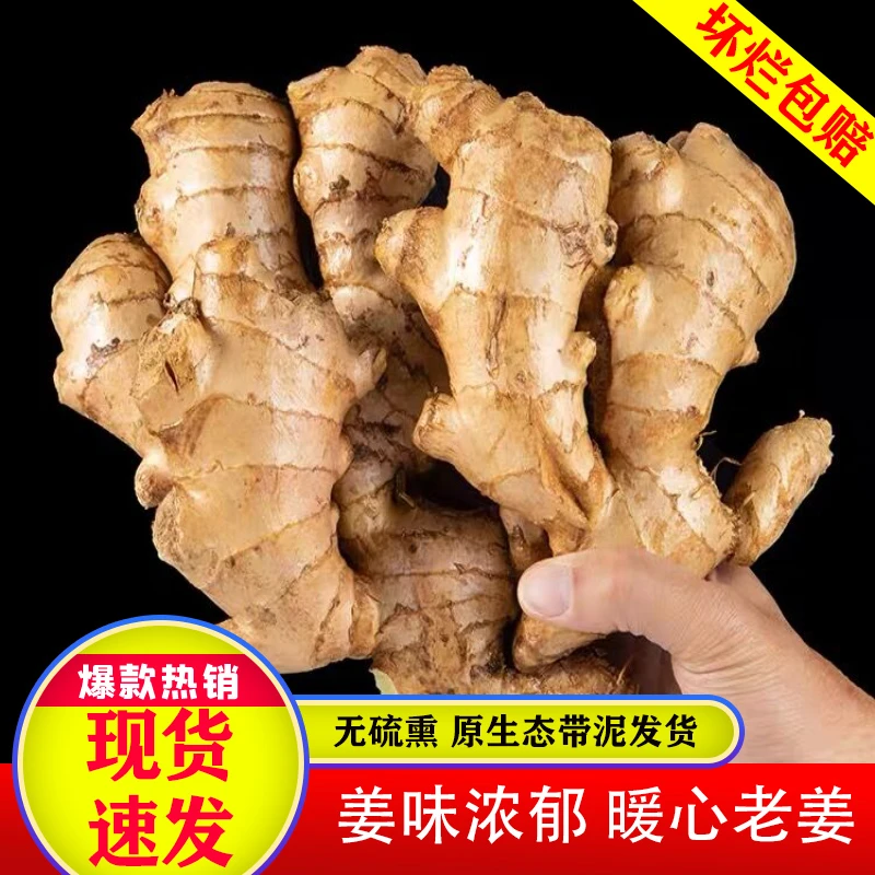 新鲜带泥大姜正宗山东大姜老黄姜月子姜现挖现发窖藏精品大黄姜