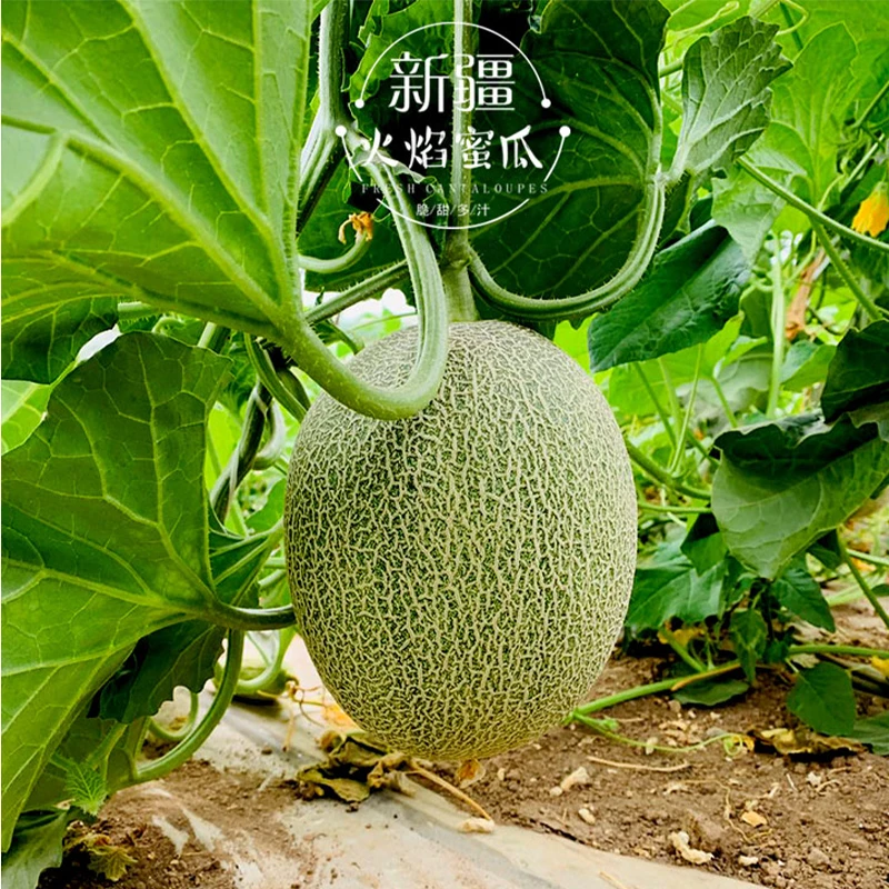新疆特产哈密瓜吐鲁番新鲜水果西州蜜25号火焰蜜瓜正宗甜瓜
