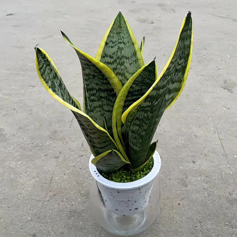 金边虎皮兰盆栽多肉易活水培植物绿植办公室内花卉大全客厅虎尾兰
