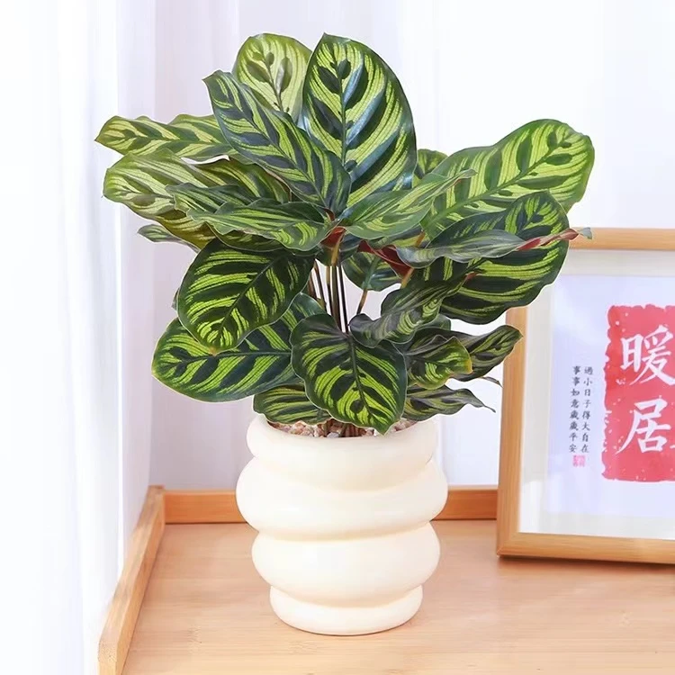 孔雀竹芋盆栽办公室观叶植物室内客厅常绿小盆栽净化空气绿植