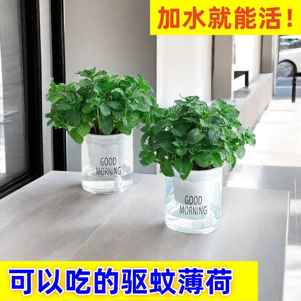 薄荷盆栽留兰香可食用批发四季常青好养易活可水培苗客厅桌面植物
