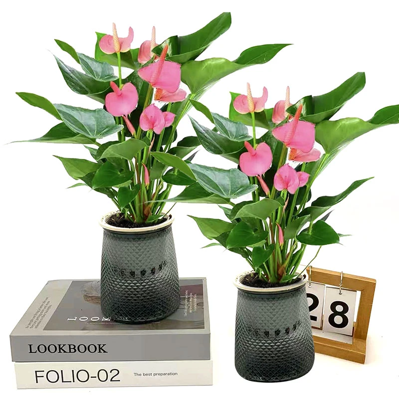 粉掌盆栽办公室客厅室内四季开花好养植物粉色花朵花卉红掌带花苞