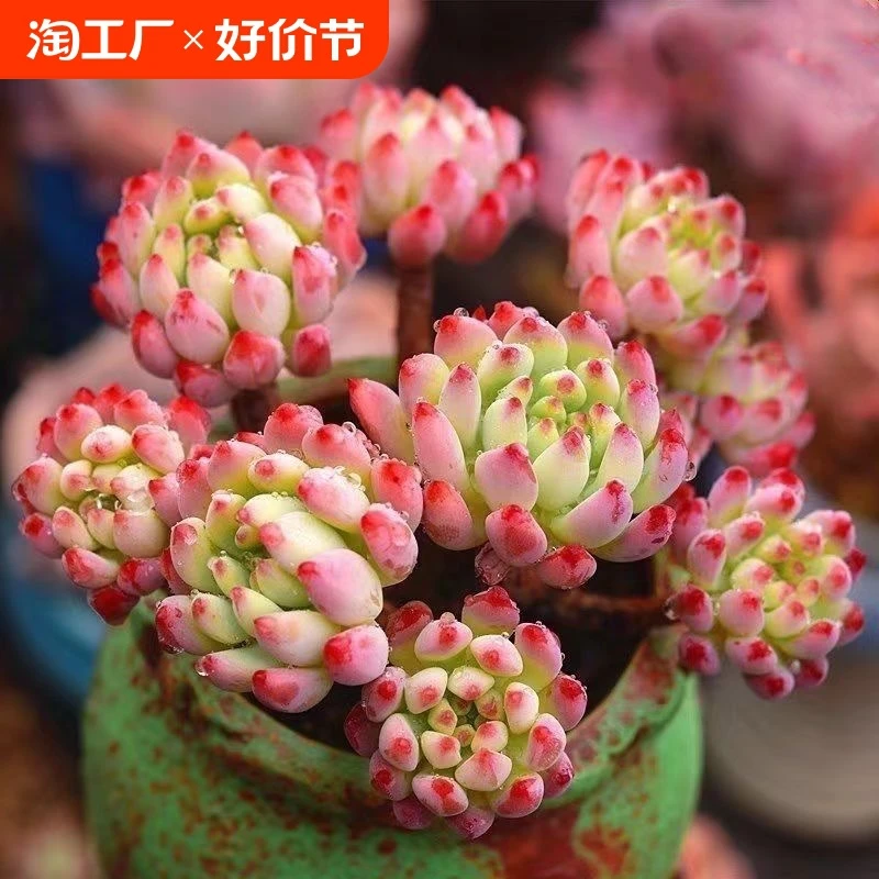 多肉植物蓝苹果老桩精品多肉蓝精灵庭院室内绿植懒人盆栽高档贵货