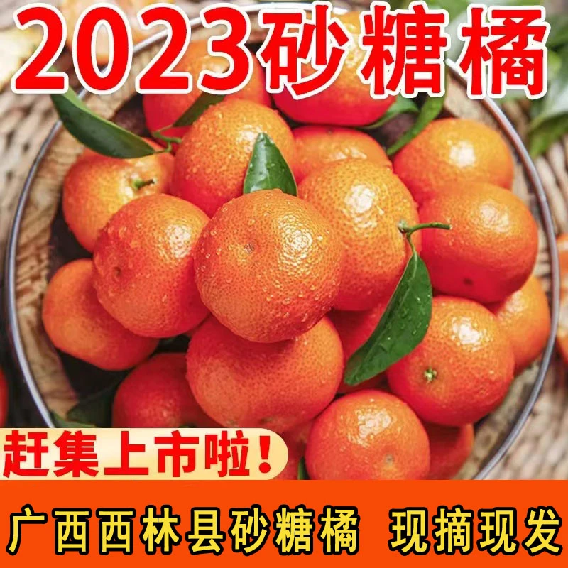 【现摘发出】广西林砂糖橘新鲜水果砂糖桔子甜橘子沙塘桔柑橘沙糖桔
