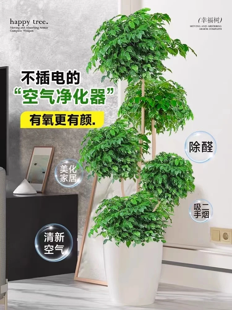 五层幸福树盆栽大号落地盆景室内客厅吸甲醛四季常青绿植物绿宝树