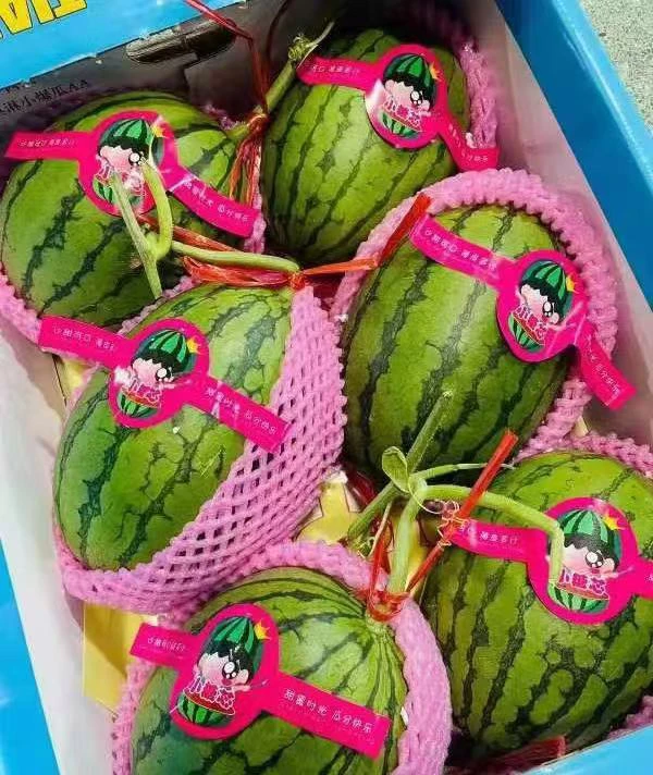 糖丸小西瓜一整个西瓜同城配