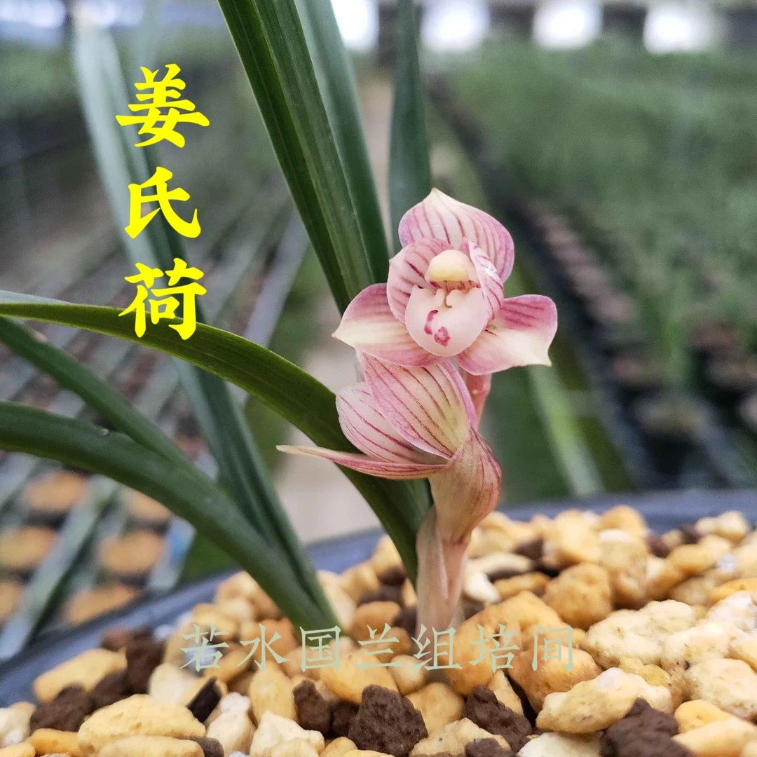姜氏荷｜春兰组培兰花 硬化三个月 到手3苗连体 浓香