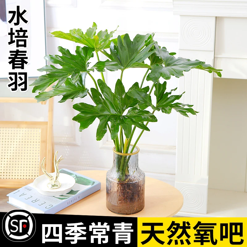 春羽绿植盆栽花卉植物室内四季好养易活无土纯水培龙鳞春雨老桩