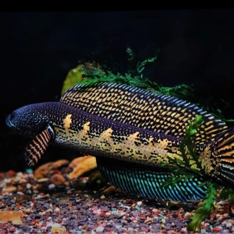 梦幻血斑雷龙鱼/鬼王雷龙鱼/黄金眼镜蛇雷龙
