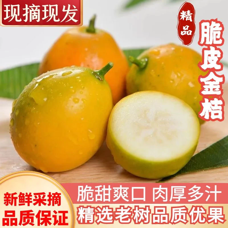 广西融安滑皮金桔新鲜水果香甜可口皮薄