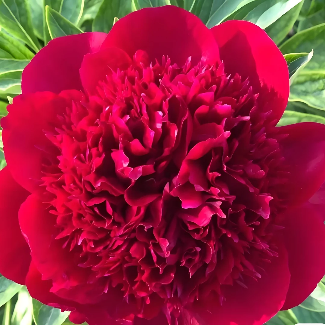 红色魅力进口芍药 千层重瓣大花庭院种植（高端系列）