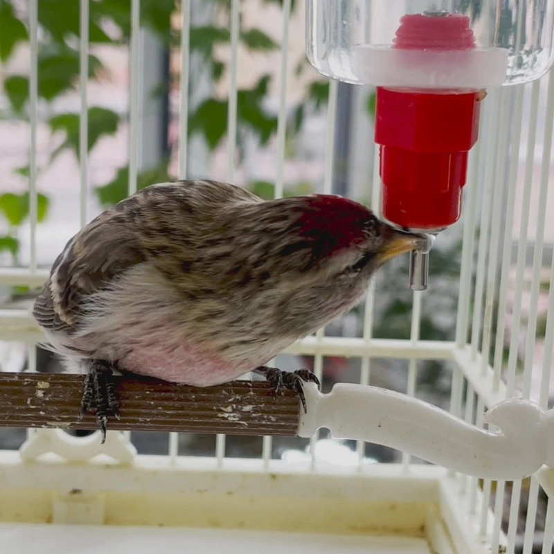 新款喂水器撞针饮水器鸟用自动饮水器水罐鸟用饮水器饮水鸟笼配件