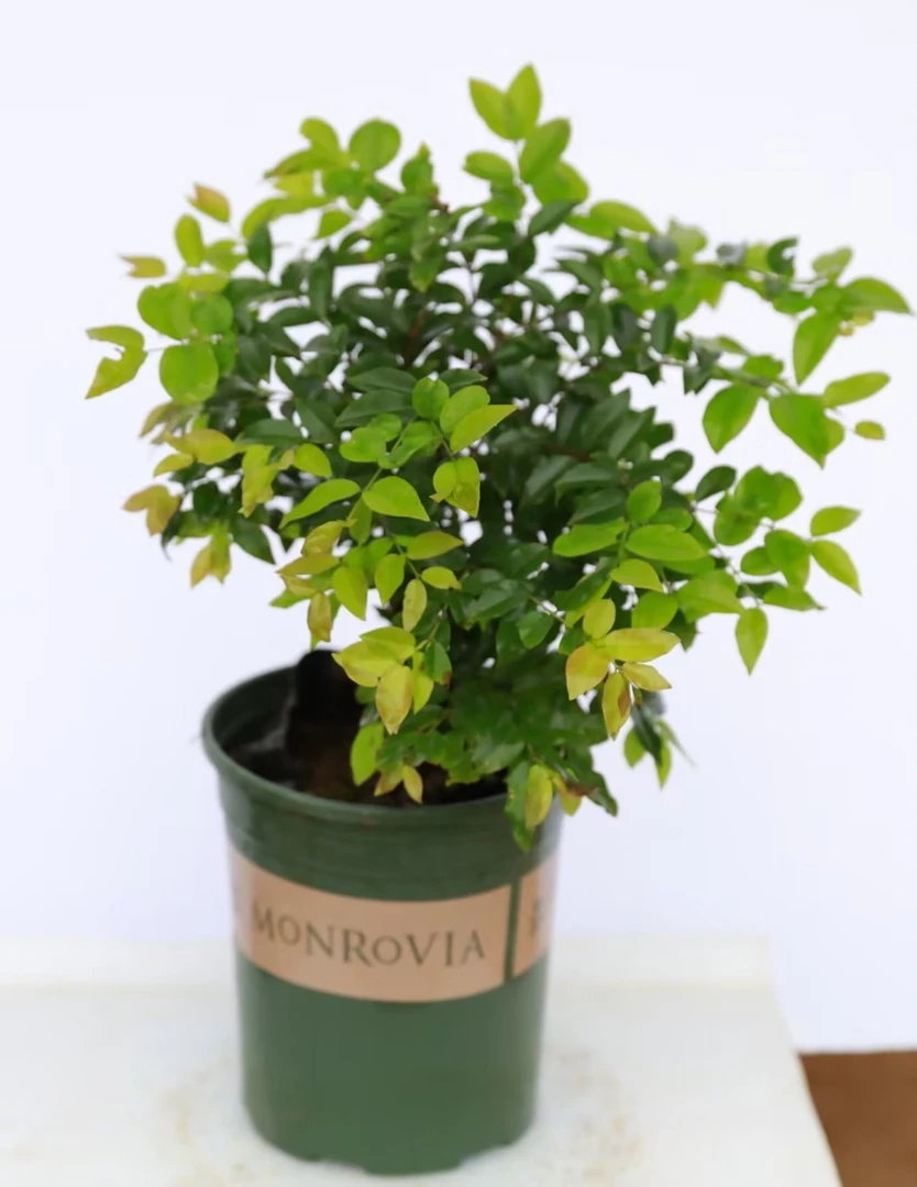 直播间专用 沙巴 艾斯卡 红妃  阿根廷 乔尼尔 紫罗兰巜绿植园艺》