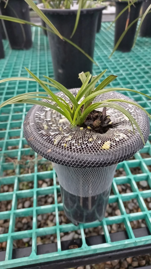 蕙兰兰草绿植花卉