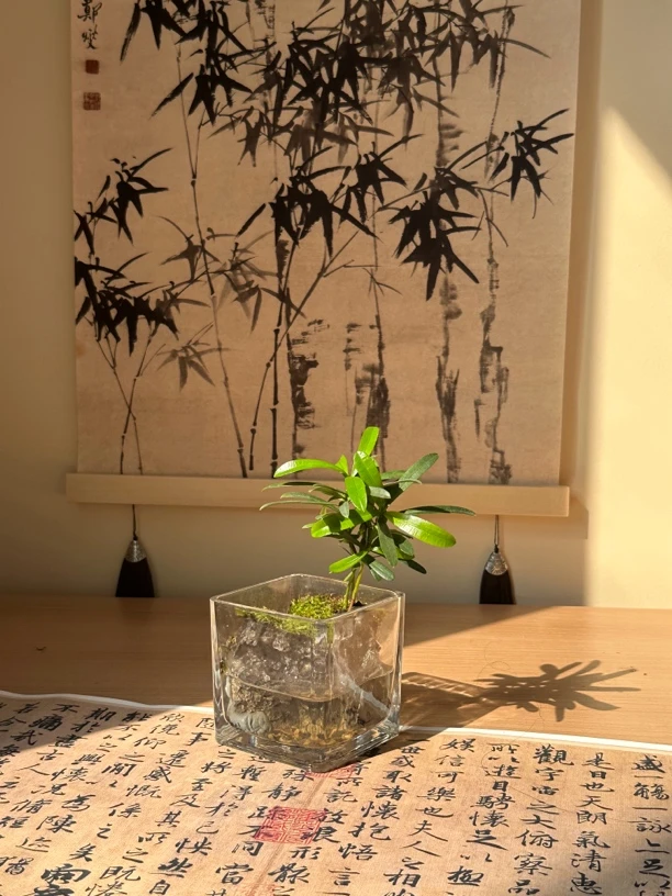 「放青松」桌面绿植小型山水缸微景观懒人植物国风山水尺寸8*8