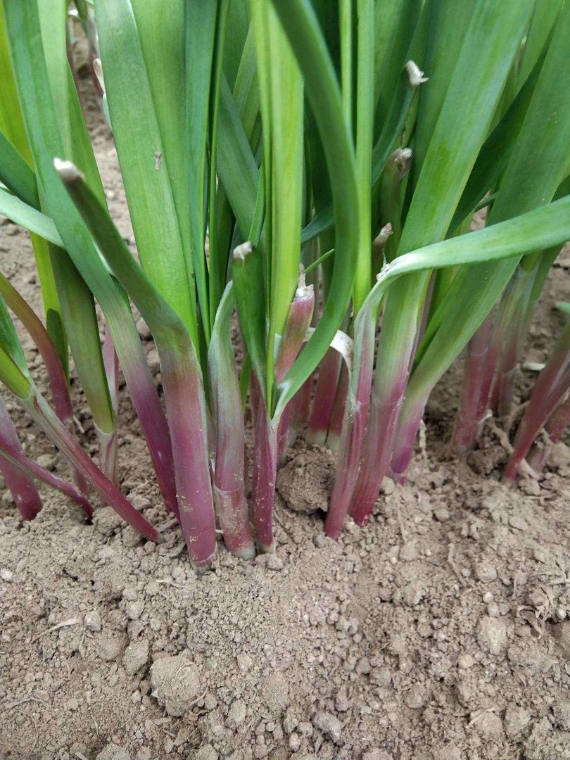 正宗本地紫根韭菜红根韭菜新鲜蔬菜现割现发